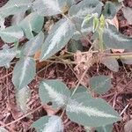 Desmodium uncinatum Leaf