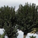 Chrysophyllum cainito Hoja