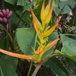 Heliconia latispatha Flower