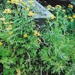 Senecio squalidus Libunga