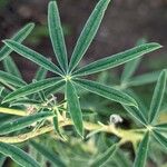 Lupinus argenteus Leaf