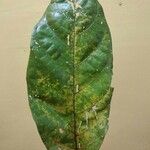 Conceveiba guianensis Leaf