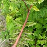 Campsis radicans Bark