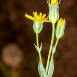 Blackstonia acuminata Virág