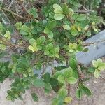 Myrsine africana Likasa