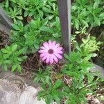 Osteospermum fruticosumফুল