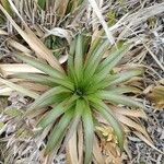 Eryngium paniculatum Levél