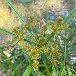 Cyperus odoratus Blatt