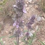 Stachys cretica Blodyn