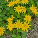 Arnica cordifolia Virág