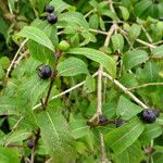 Lonicera involucrata Fruct