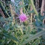 Cirsium vulgareFlower