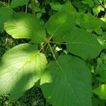 Rubus macrophyllus Blad