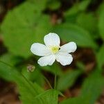 Ranunculus platanifolius Fleur