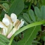Vicia pannonica Blüte
