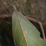 Caloncoba glauca Leaf