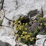 Saxifraga squarrosa Habitus