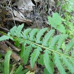 Polystichum aculeatum Bark