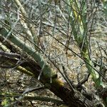 Ceanothus leucodermis Bark