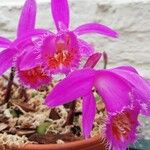 Pleione praecox Blomma