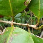 Chionanthus broomeanus Feuille