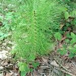 Equisetum sylvaticumBlatt