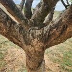 Lannea triphylla 樹皮