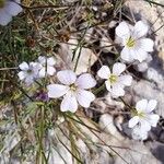 Petrorhagia saxifraga Blüte