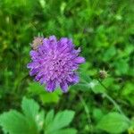 Knautia dipsacifoliaപുഷ്പം