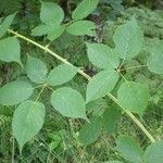 Rubus sulcatus পাতা