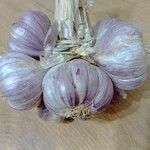 Allium sativum Фрукт