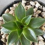 Echeveria agavoides Feuille