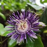 Passiflora laurifolia Flower