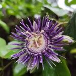 Passiflora laurifolia Blomst