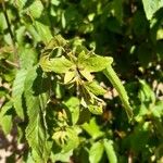 Carpinus caroliniana Fruit