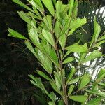 Caryota zebrina Іншае