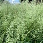 Agrostis gigantea Hoja
