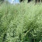 Agrostis gigantea Ліст