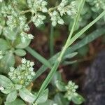 Polycarpon tetraphyllum Φύλλο