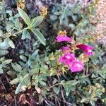 Penstemon newberryi Flower