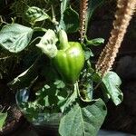 Capsicum annuum Froito