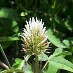 Trifolium ochroleucon Lorea