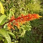 Palicourea triphylla Цвят
