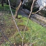 Aronia arbutifolia 树皮