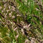 Festuca rubra Ffrwyth