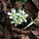 Rhodiola pachyclados Λουλούδι