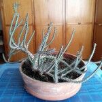 Euphorbia aeruginosa Blatt