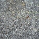 Agrostis stolonifera Plante entière