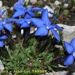 Gentiana terglouensis Hábitos