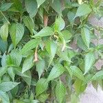 Ruellia brevifolia Blad